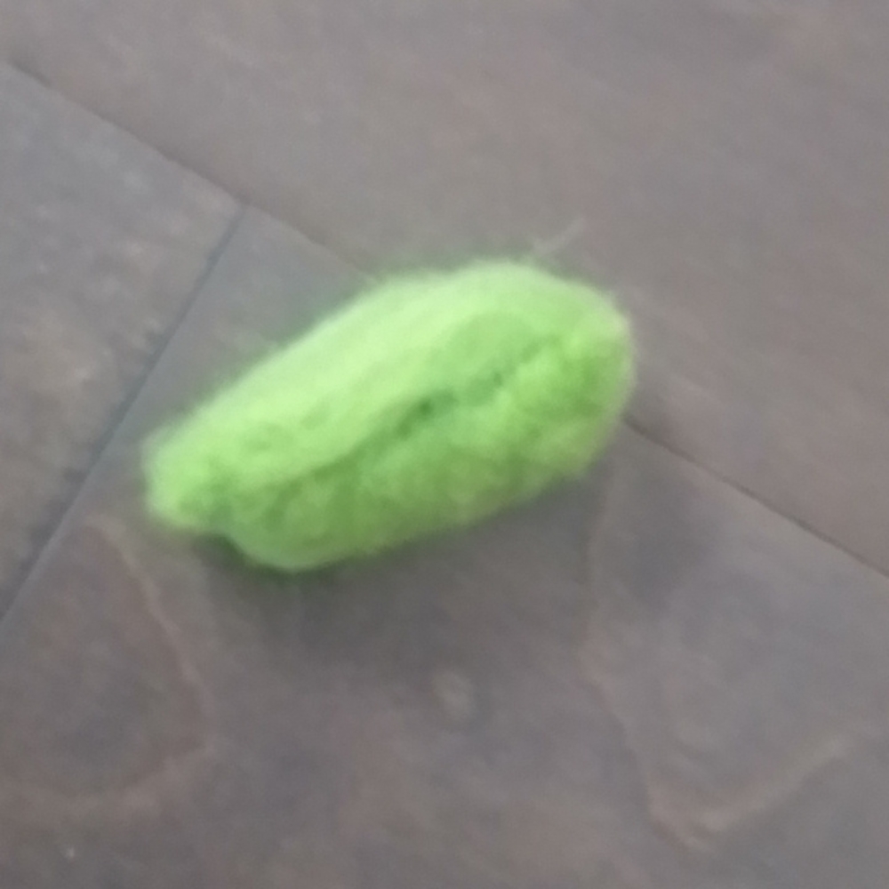 Pea - Picture 2 of 2